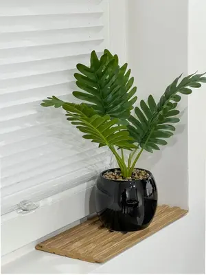 a green plant in a black vase on a wooden shelf at SOS CoMFORT 2 LAZUR in Burgas City