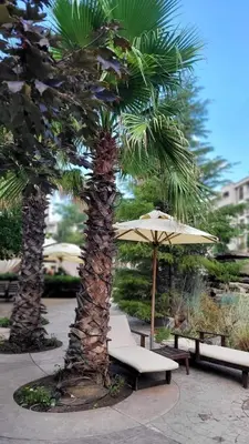 two palm trees and a bench and an umbrella at Deluxe Appartements in Cascadas Family Resort Sunny Beach in Sunny Beach