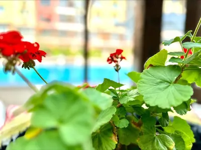 a plant with red flowers and green leaves at Chateau Aheloy 2 - Menada Apartments in Aheloy