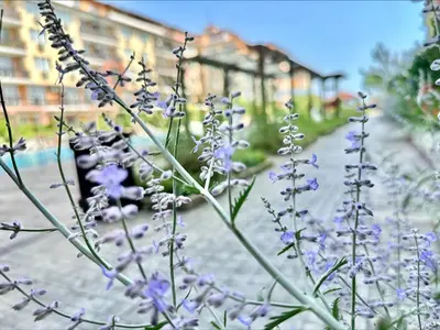 a bunch of purple flowers in front of a street at Chateau Aheloy 2 - Menada Apartments in Aheloy