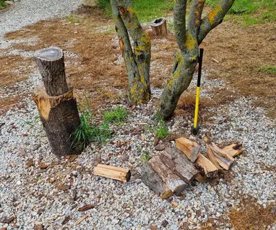 a group of trees and logs on the side of a road at Gala park fpv in Avren