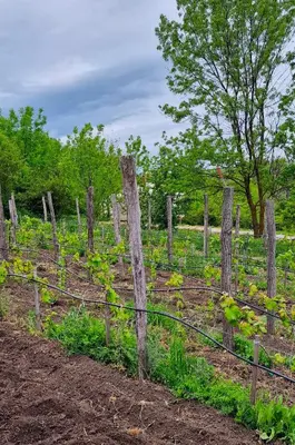 a fence with wooden posts in a garden at Gala park fpv in Avren