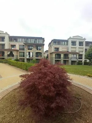 a large bush sitting in front of some buildings at Апартамент Blue в местност Каваци, Созопол in Sozopol