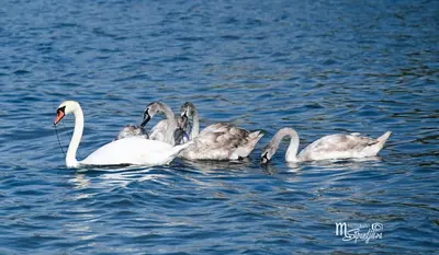a group of swans swimming in the water at Santa Cruz apartment in Burgas City