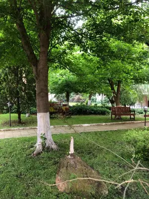 a tree in a park with a stick in the grass at Sunny apartment in Sunny Beach in Sunny Beach
