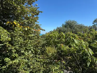 a group of trees with a blue sky in the background at LAZUR first line in Burgas City