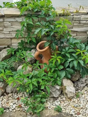 a plant in a vase sitting on some rocks at Domus Extra Apartment in Sveti Vlas