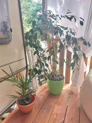 two plants sitting on a wooden table in a window at Каравана Summer time in Chernomorets