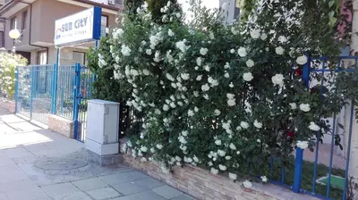 a bush of white roses on a fence at Sun City Apartments in Sunny Beach