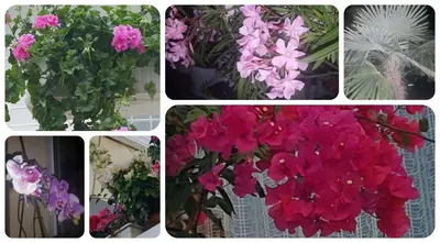 a collage of pink flowers in four different pictures at Guest House Margarita in Pomorie