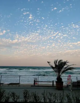 a palm tree sitting on a beach near the ocean at Прекрасные апартаменты с видом на море в центре in Byala