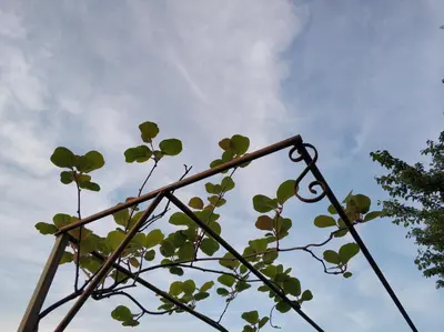 a plant is growing on top of a metal structure at Zapovedni Rai in Primorsko