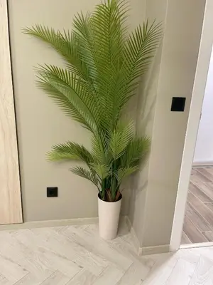 a green plant in a white pot in a room at Kristin`s Home in Burgas City