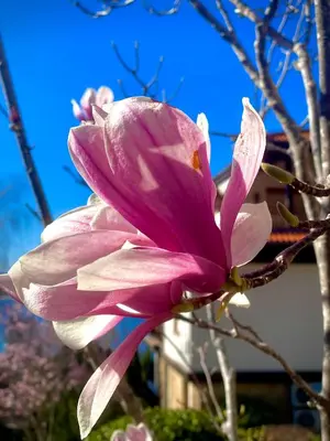 a close up of a pink flower on a tree at AJ Apartment 2, Santa Marina Holiday Village, Sozopol in Sozopol