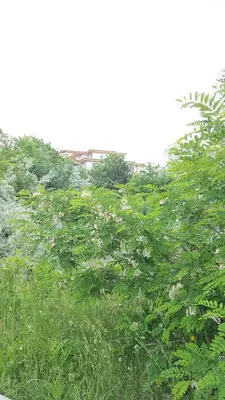 a group of trees with white flowers in a field at Studio Apartment C32 in Dream Holiday Complex Ravda in Ravda