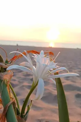 a white flower on the beach with the sunset in the background at Sea Time Sozopol in Sozopol