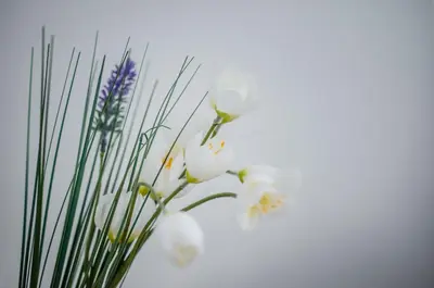 a bunch of white flowers in a vase at Apartment Bellissima 2 minutes away from the beach in Nesebar