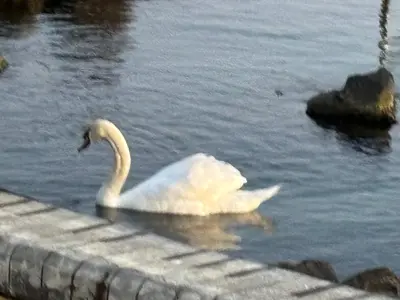 a white swan swimming on a body of water at ALMA DEL MAR - Miadia Grand Resort, Aheloy in Aheloy