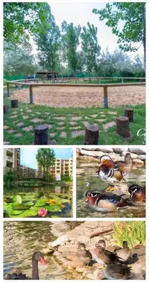 a collage of pictures of ducks in a park at Coliber Apart Cascadas in Sunny Beach