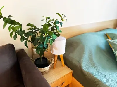 a plant on a night stand next to a bed at Good Mood Studio in Green Life First Line in Sozopol
