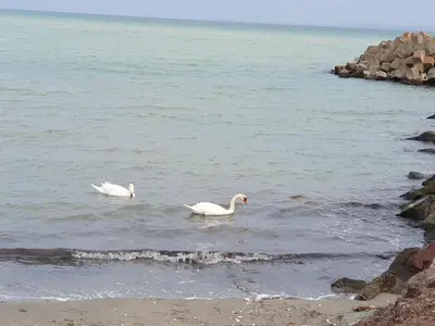 two white ducks swimming in a body of water at Студио Сарафово in Burgas City