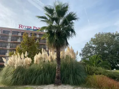 a palm tree in front of a hotel at River Park Studio in Sunny Beach