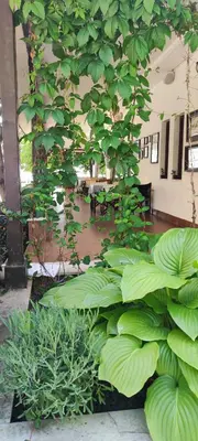 a bunch of green plants in a room at Marina in Aheloy