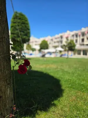 a rose is tied to a tree in a park at South Bay Apartment - Varna in Varna City