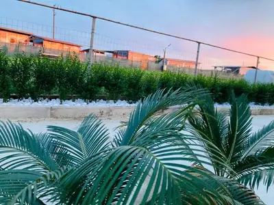 a palm tree in front of a train at Saint Anastasia lozenets in Lozenets