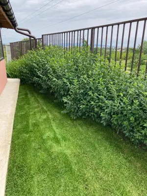 a row of bushes on the side of a fence at Saint Anastasia lozenets in Lozenets