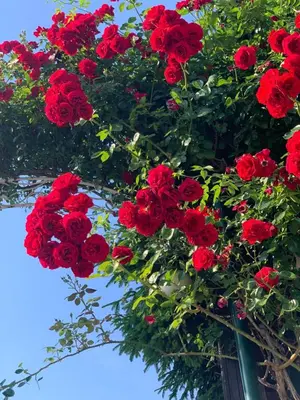a bunch of red flowers on a pole at Kambani 1 Apartment in Sveti Vlas