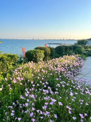 a field of pink flowers next to the water at Apartment Premier Fort Beach hotel F1 420 in Sveti Vlas