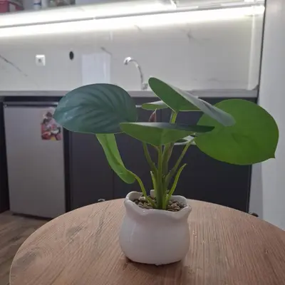 a plant in a white vase sitting on a table at Отличен Двустаен Апартамент in Primorsko