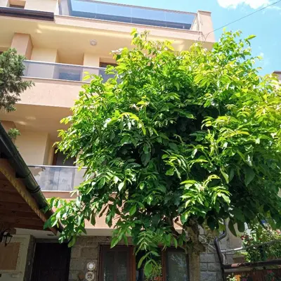 a large green tree in front of a building at Vila Mihnevi in Chernomorets