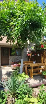 a wooden bench under a tree in front of a building at Vila Mihnevi in Chernomorets
