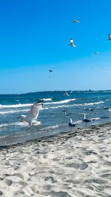 a flock of seagulls flying over the beach at Mint Casa Rossa in Sunny Beach