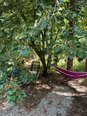 a hammock and a chair under a tree at Каравана Синята Маймуна плаж Градина # RV Blue Monkey on the beach in Chernomorets