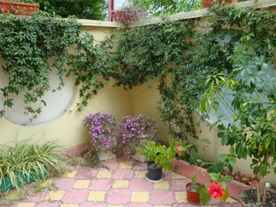a garden with flowers and plants on a wall at Stela Guest House in Tsarevo