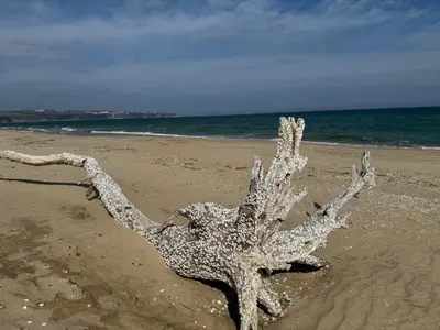 a large white starfish laying on the beach at Stunning seaview - 50m to the beach in Byala