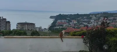 a cat sitting on a wall looking at a city at Villa Byala Grape House in Byala