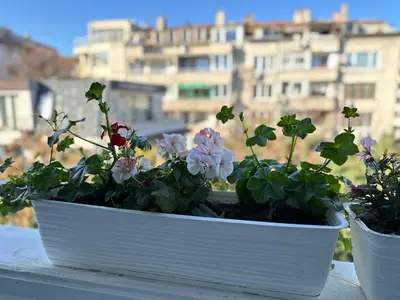 two potted plants on a table with a building in the background at Something In French in Burgas City