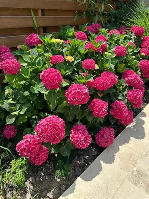 a bunch of pink flowers in a garden at Coral Bay Luxury Villa by Lozenets Luxury Villas in Lozenets