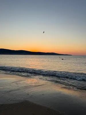 a beach with a bird flying over the ocean at Sea Home 1 in Sunny Beach