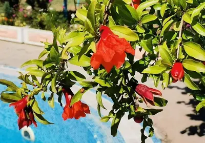 a group of red flowers on a tree next to a pool at Studio M in Sveti Vlas