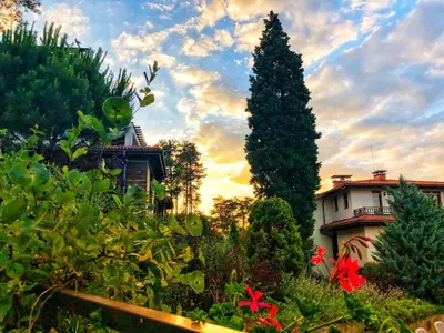a large pine tree in a garden with a building at Studio Sea Breeze Veranda in Santa Marina in Sozopol