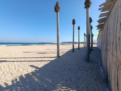 a row of palm trees on a sandy beach at Rainbow 3-213 Large Studio Delux in Sunny Beach