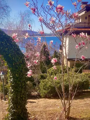 a bush with pink flowers in front of a building at AJ Apartment 8, Santa Marina Holiday Village, Sozopol in Sozopol