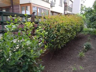 a row of bushes in front of a building at Апартамент в непосредствена близост до плажа in Burgas City