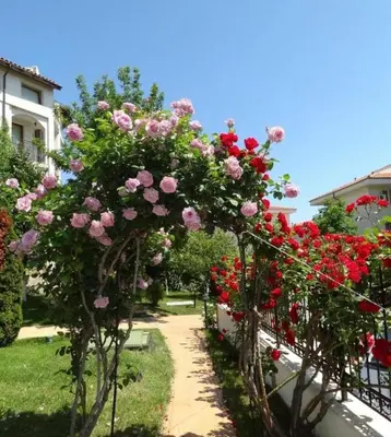 a garden with pink and red roses on a fence at Sea Side Apartment with Balcony in Sveti Vlas