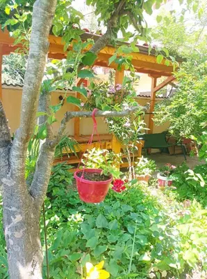 a red basket hanging from a tree in a garden at Family House Victoria' Garden in Primorsko